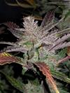 CREAM COOKIES AUTO * FAST BUDS SEEDS  1 SEME FEM 