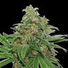 AK 420 AUTO * SEEDSTOCKERS CLASSIC  100 SEMI FEM