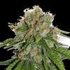 AMNESIA AUTO * SEEDSTOCKERS CLASSIC  25 SEMI FEM