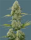 BCN CRITICAL XXL AUTO * SEEDSTOCKERS CLASSIC - 5 SEMI FEM