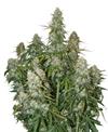 BIG BUD AUTO  * SEEDSTOCKERS CLASSIC  3 SEMI FEM