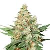 OG KUSH AUTO  * SEEDSTOCKERS CLASSIC  3 SEMI FEM