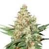 OG KUSH AUTO  * SEEDSTOCKERS CLASSIC  1 SEME FEM