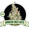 AMNESIA HAZE  AUTO * CITY SEEDS BANK   3 SEMI FEM