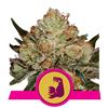 HULKBERRY * ROYAL QUEEN SEEDS - 1 SEME FEM