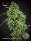 AMNESIA HAZE ULTRA CBD  * ELITE SEEDS 3 SEMI FEM 