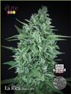 LA RICA AUTO CBD  * ELITE SEEDS 3 SEMI FEM 