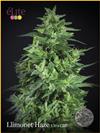 LLIMONET HAZE ULTRA CBD  * ELITE SEEDS 3 SEMI FEM 