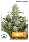 CRITICAL ORANGE PUNCH ® * DUTCH PASSION - 10 SEMI FEM