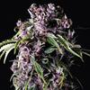 PURPLE * PYRAMID SEEDS  1 SEME FEM 