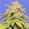WHITE CRYSTAL METH AUTO * ORIGINAL SENSIBLE  SEED  1 SEME FEM