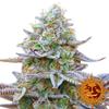 GORILLA ZKITTLEZ * BARNEY'S FARM - 1 SEME FEM 