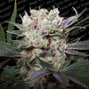 SPACE COOKIES * PARADISE SEEDS   1 SEME FEM