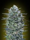 CRITICAL LEMON * ADVANCED SEEDS   1 SEME FEM