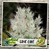 LIME CAKE * BIOLOGICAL SEEDS 100 SEMI