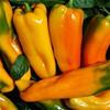 SEMI DI  PEPERONCINO CORNO DI TORO GIALLO