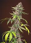 RED MANDARINE F1 FAST VERSION® * SWEET SEEDS RED FAMILY FEMINIZED   3 SEMI 