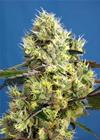 SWEET GELATO AUTO ® * SWEET SEEDS FEMINIZED    3 SEMI