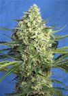 JACK 47 XL AUTO  * SWEET SEEDS FEMINIZED   3 SEMI 