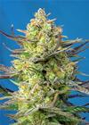 SWEET CHEESE XL AUTO * SWEET SEEDS FEMINIZED    3 SEMI