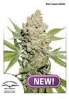 * DUTCH PASSION AUTO LEMON KIX (EX AUTO LEMON ZKITTLE) ® 3 SEMI FEM.