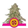 SWEET ZKITTLEZ  *  ROYAL QUEEN SEEDS   3 SEMI 