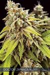 DOCTOR JAMAICA AUTO* VISION SEEDS  5 SEMI FEM