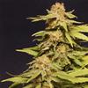 AUTO VISION CARAMELLO* VISION SEEDS  3 SEMI FEM