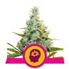 AMG - AMNESIA MAC GANJA * ROYAL QUEEN SEEDS - 1 SEME FEM