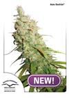 * DUTCH PASSION AUTO DESFRAN ® 3 SEMI FEM.