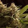 COLOMBIAN JACK* KANNABIA SEEDS   1 SEME FEM 