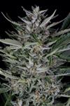 GORILLA AUTO * DINAFEM SEEDS - 1 SEME FEM