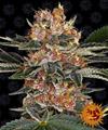PURPLE PUNCH * BARNEY'S FARM - 3 SEMI FEM