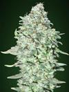 OG KUSH SFV * ADVANCED SEEDS   1 SEME FEM