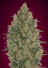 STRAWBERRY GUM * ADVANCED SEEDS   3 SEMI FEM