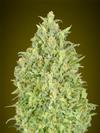 AUTO PINEAPPLE  GLUE * ADVANCED SEEDS   3 SEMI FEM