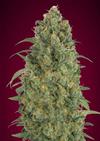 AUTO STRAWBERRY GUM * ADVANCED SEEDS   3 SEMI FEM