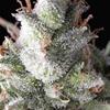 AUTO RAMSES * PYRAMID SEEDS  1 SEME FEM 