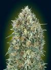 AUTO GELATO#33* ADVANCED SEEDS 100 SEMI FEM