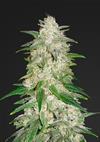 GELATO AUTO * FAST BUDS SEEDS  1 SEME FEM 