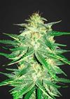 LEMON AK AUTO * FAST BUDS SEEDS  1 SEME FEM 