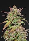 SMOOTHIE AUTO * FAST BUDS SEEDS  1 SEME FEM 