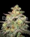 CARAMELLA AUTO * EXPERT SEEDS  1 SEME FEM