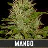 MANGO* BLIM BURN  3 SEMI FEM