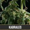 KABRALES AUTO* BLIM BURN  9 SEMI FEM  AUTO