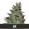 AK AUTO* BLIM BURN  9 SEMI FEM