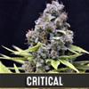 CRITICAL AUTOMATIC* BLIM BURN  9 SEMI FEM