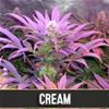 CREAM AUTOMATIC* BLIM BURN  9 SEMI FEM