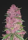 PURPLE LEMONADE * FAST BUDS SEEDS  3 SEMI FEM 