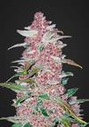 BLACKBERRY  * FAST BUDS SEEDS  5 SEMI FEM 